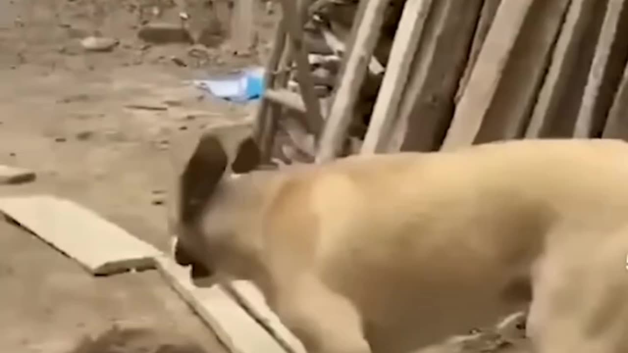 FUNNY CLIPS #viral #funny