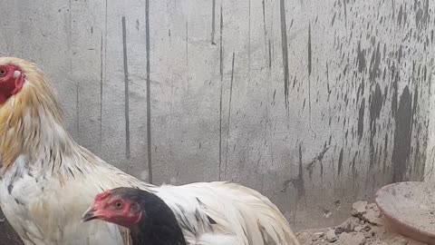 Hen starts laying eggs