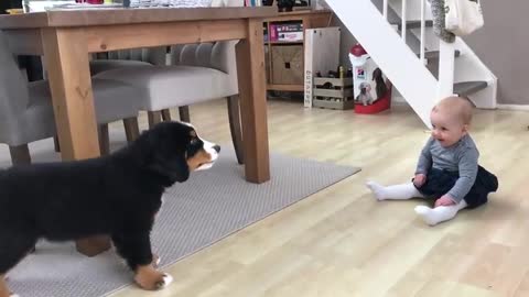 First Meeting Baby with the Bernese Mountain dog 🐶