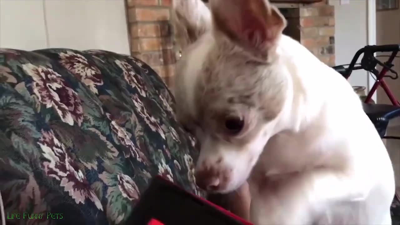 New Funny Cats and Dogs Videos | Funniest Animal Videos 2023 | FUNNY CAT VIDEO | FUNNY DOG VIDEO #58