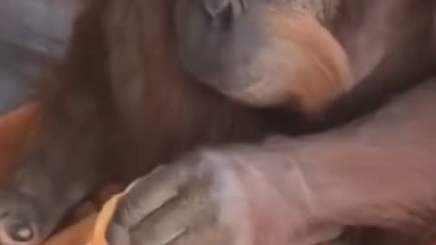 Monkey funny video