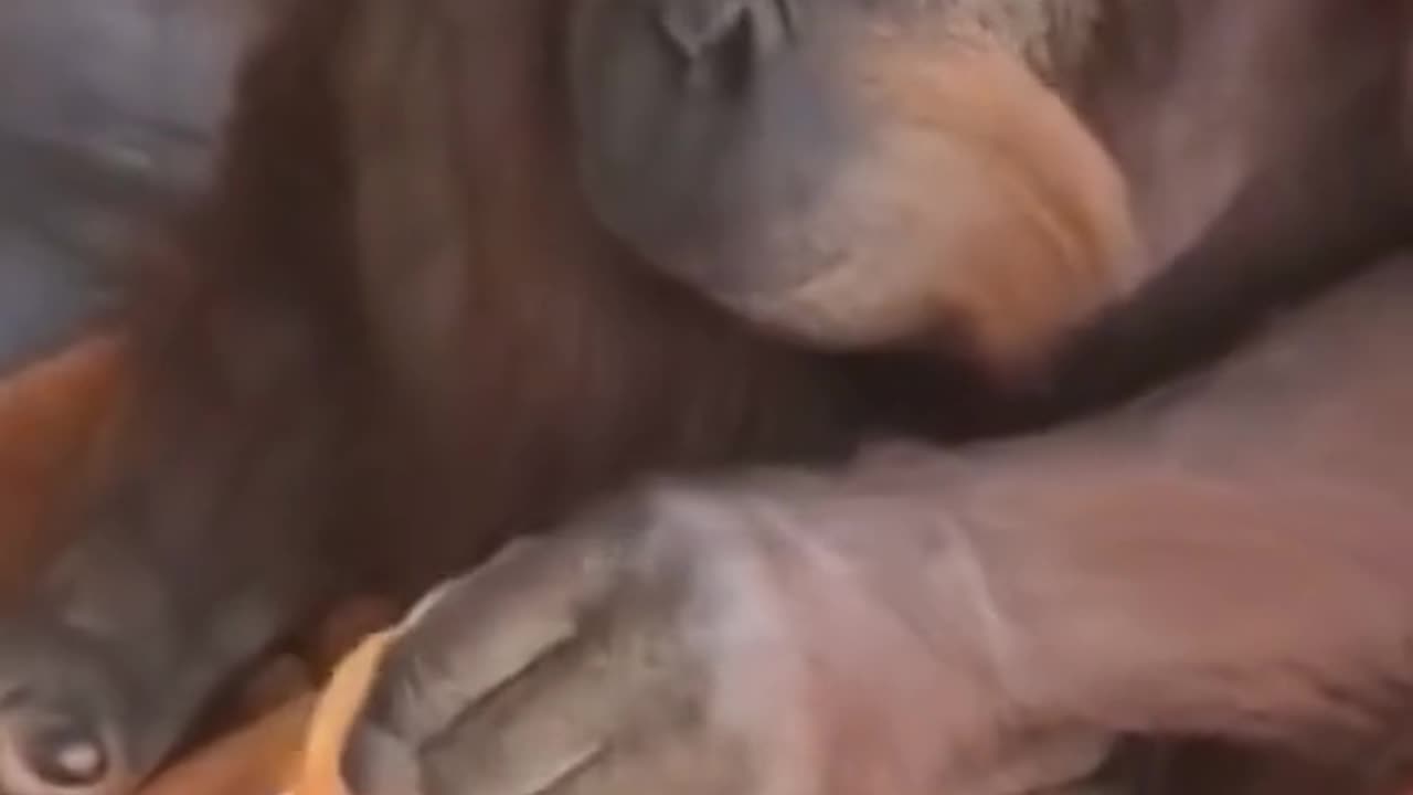 Monkey funny video