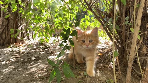 Cat 🐈 walking in jungle