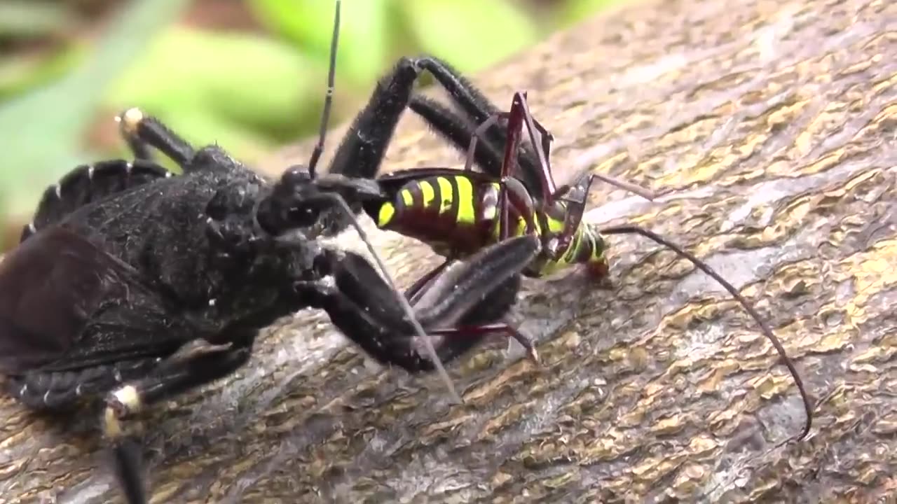 God Level Insect Hunter w Ingenious Hunting Skill