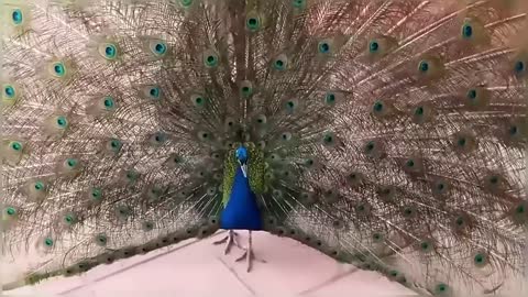 Peacock Vs Cats Compilation