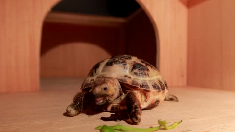 Hungrytortoise2022 24/02 daily cute feeding 可爱的饥饿小乌龟每日喂食24/02/2022