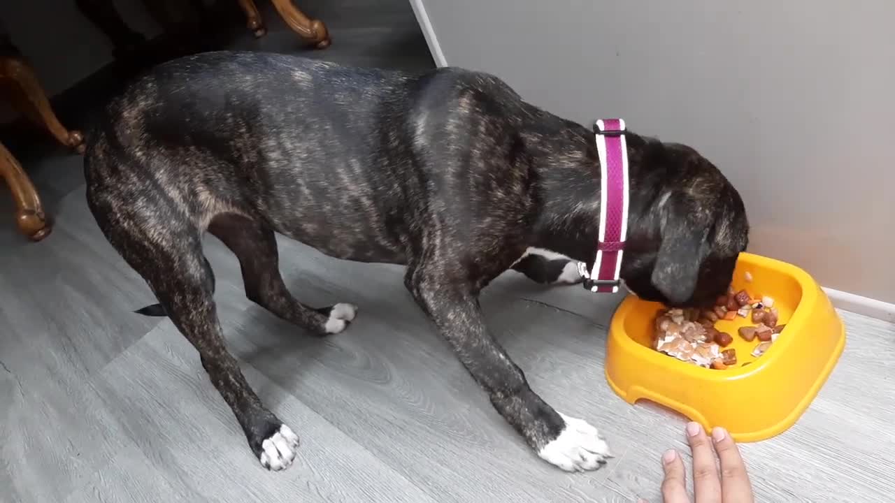 Brindle Pitbull Boxer Mix Puppy Nemo 5 Months Eating