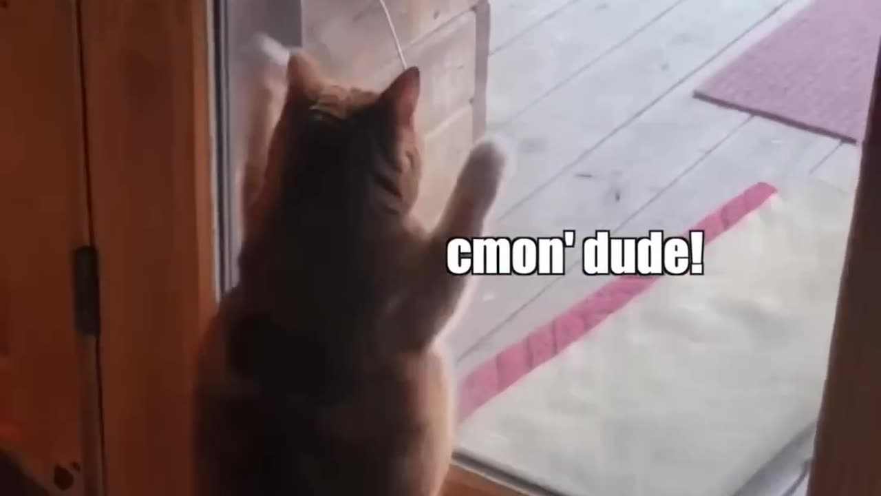 Cat vs door