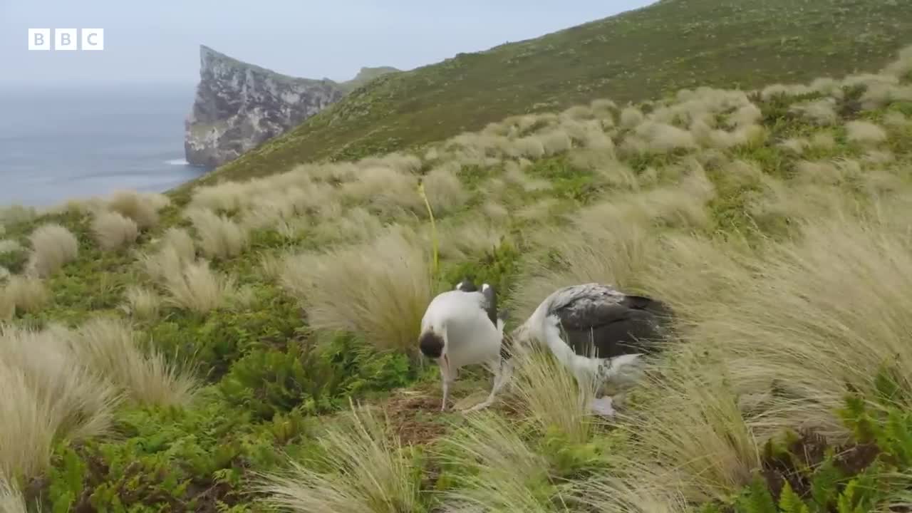 The albatrosses in a same-sex partnership _ Frozen Planet II - BBC