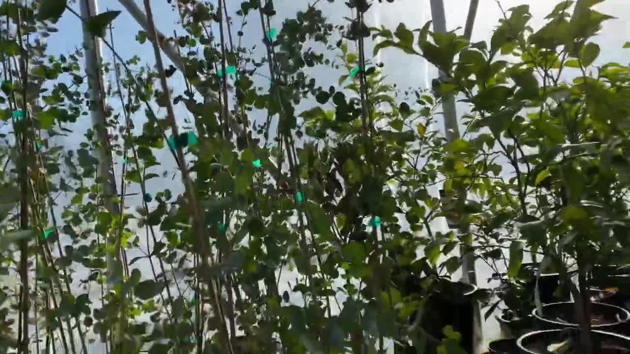 Eucalyptus trees becoming common in Portland nurseries.