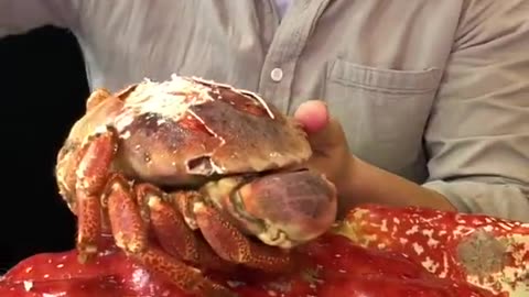 Mukbang king crab