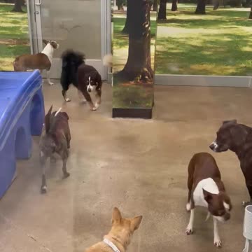 Moo and Potato Chips in Doggy Day Camp