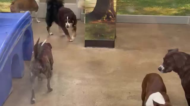 Moo and Potato Chips in Doggy Day Camp