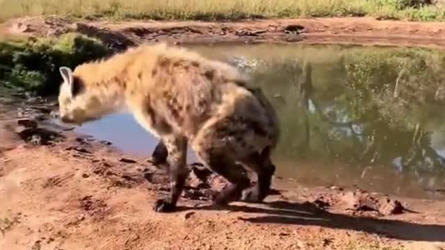 hyenas