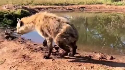 hyenas