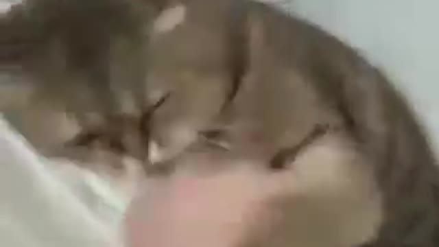 this cat seems to be a hidden maritals artist