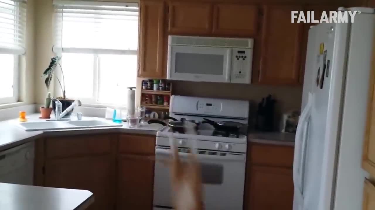 CLUMSY CAT FAILS | Funny Cat Videos - FailArmy