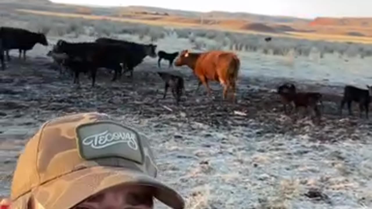 Spring Babies on the Ranch. #cattle #farm #spring #babies #grassfedbeef cartercountrymeats.com