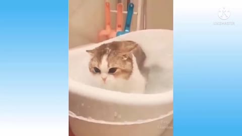 Funny cat video