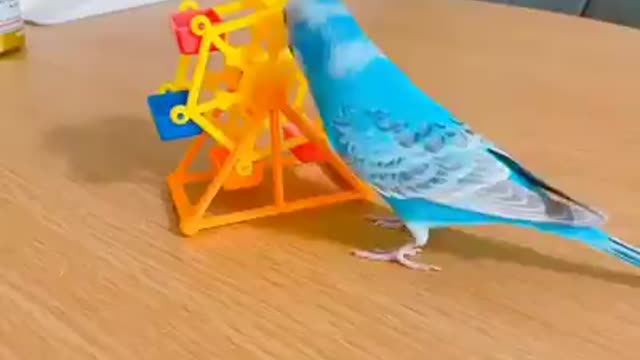 Adorable Birds talking so much lovely।।Birds are so Cute😍😍