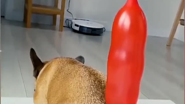 Try not to laugh_ funny pet videos