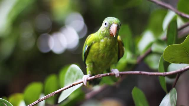 Green Bird