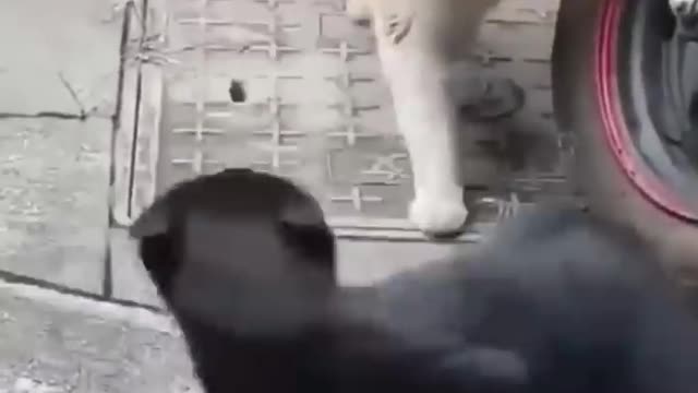 CAT FIGHT WITH CAT ππΊππ