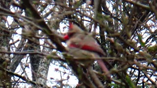 Cardinal