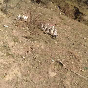 Индюки на природе