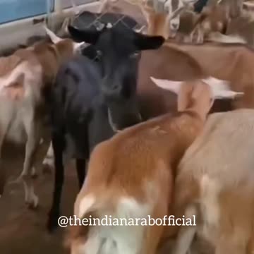 "The Hilarious Conversation: When Goats Unleash Their Inner Comedian 🐐😂"