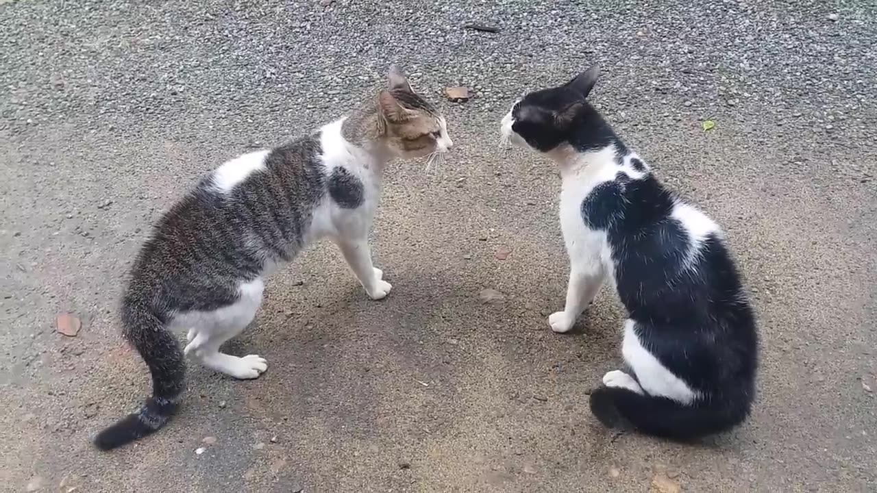 Cats Fighting with sound - Exclusive Video