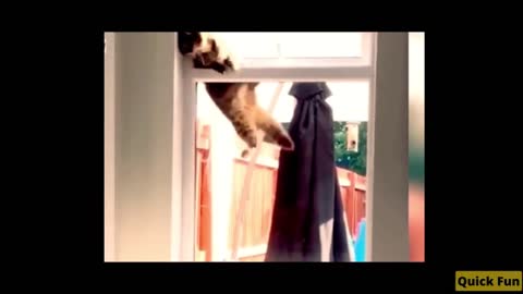 Dogs and Cats Very Funny Videos