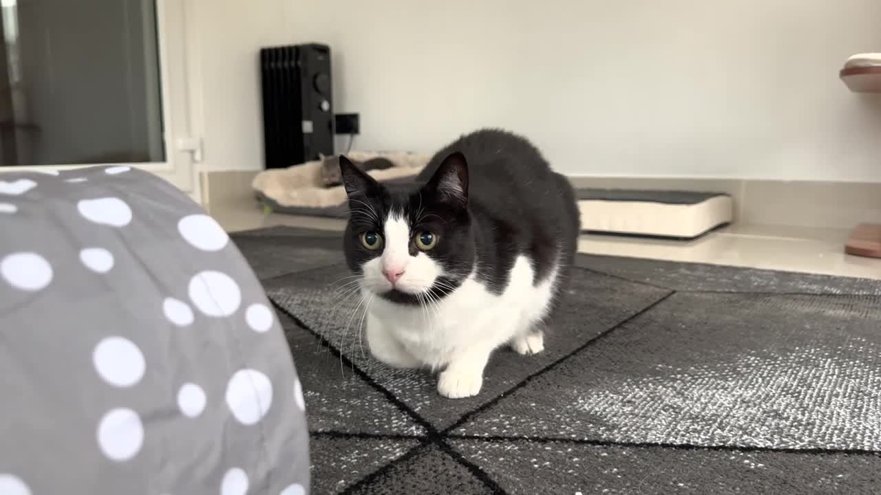 Cat Wiggles Butt Before Pouncing