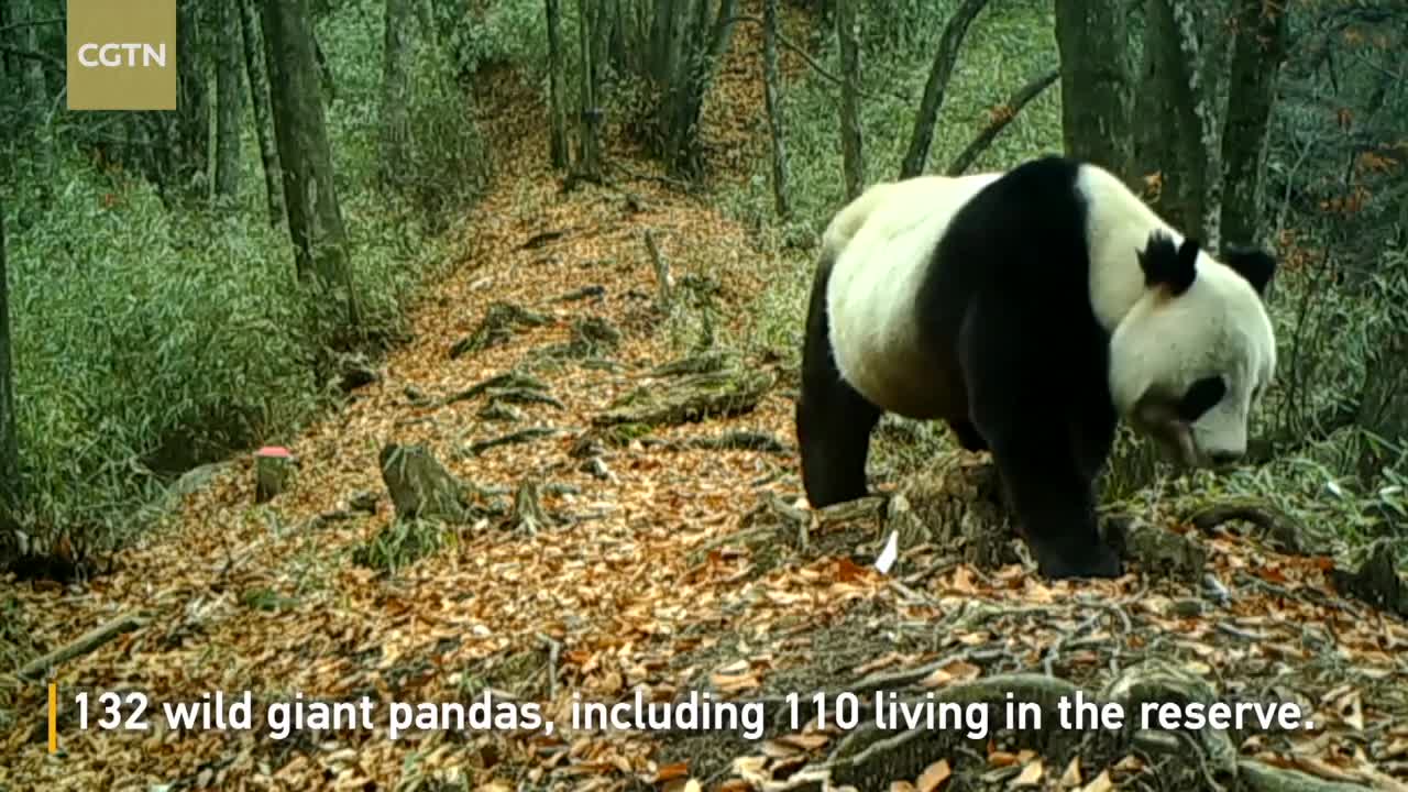 Wild giant panda caught on camera foraging, marking territory in NW China reserve