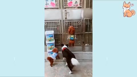 You will laugh at this dog :funny dog episode 2