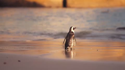 A penguin walking alone on the beach