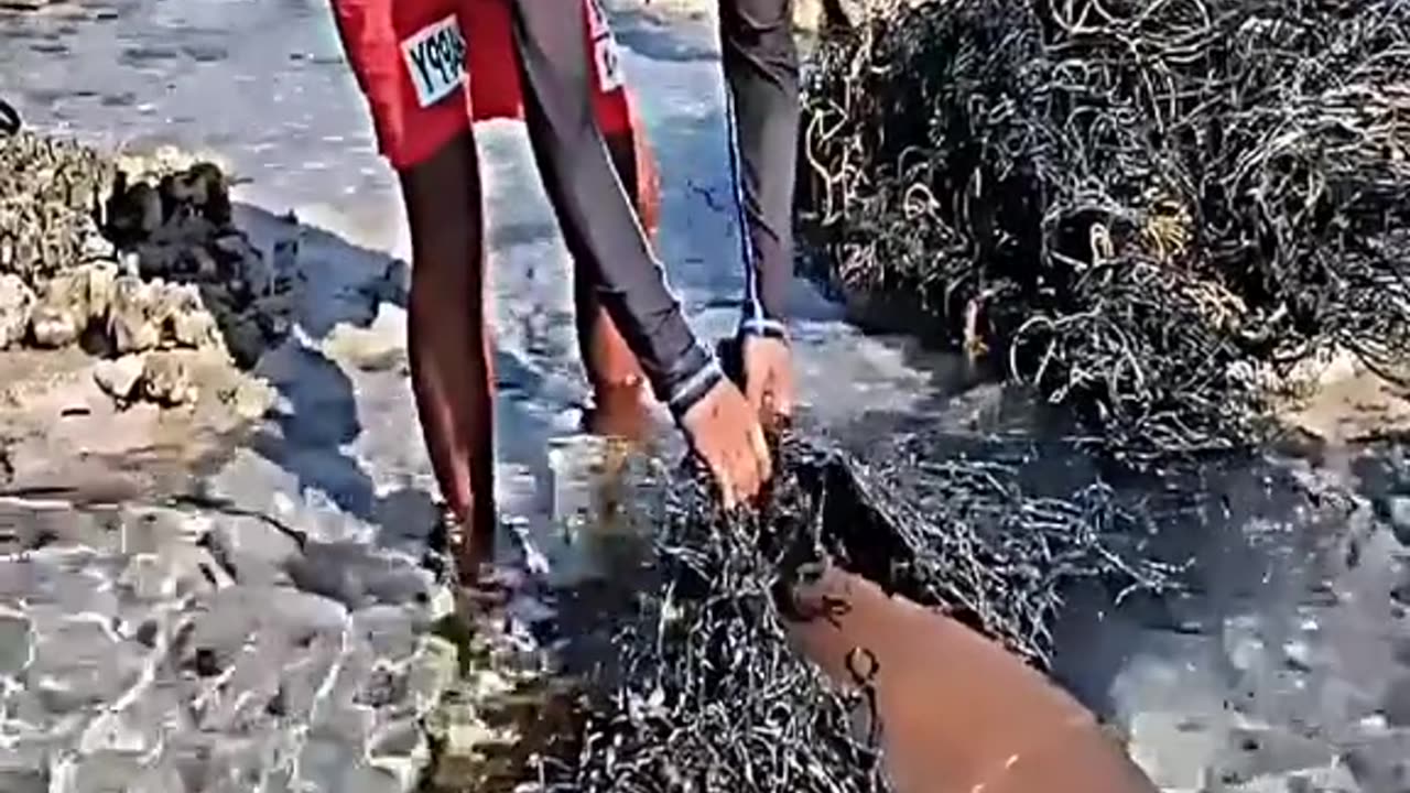 Shark rescued from fishing net