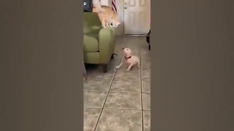 THE BEST CUTE AND FUNNY DOG VIDEOS OF 2020! 🐶