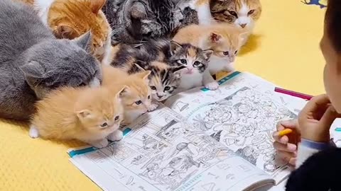 A child is teaching cats and kittens