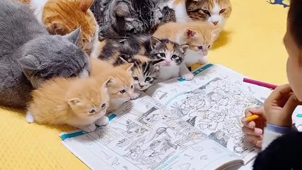 A child is teaching cats and kittens