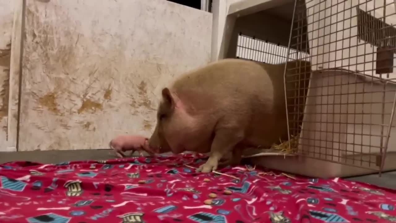 Rescued Mama Pig & Baby Piglet Talking to Each Other