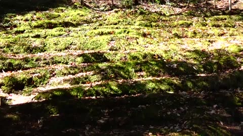 Natural Amplifier