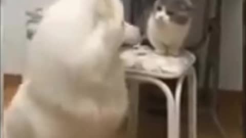 Funny Animal Video Clip part 2 - Cat vs Dog