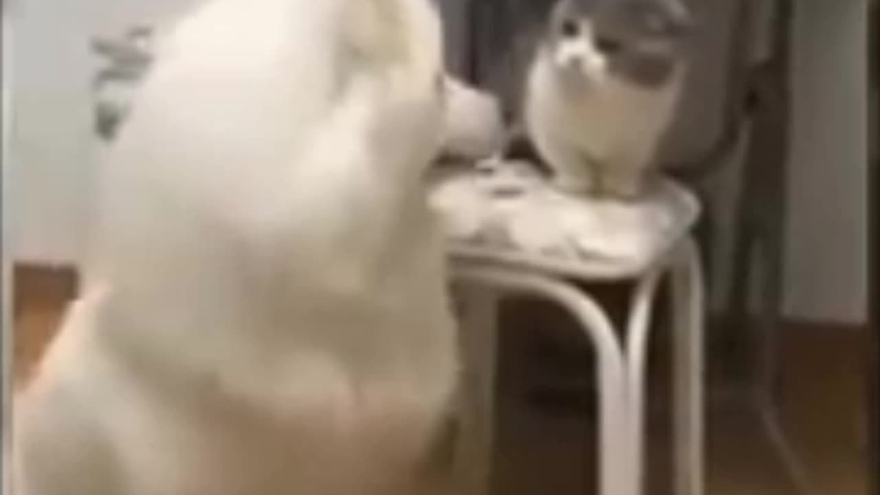 Funny Animal Video Clip part 2 - Cat vs Dog