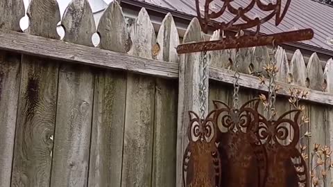 Bird Song: White Throated Sparrow