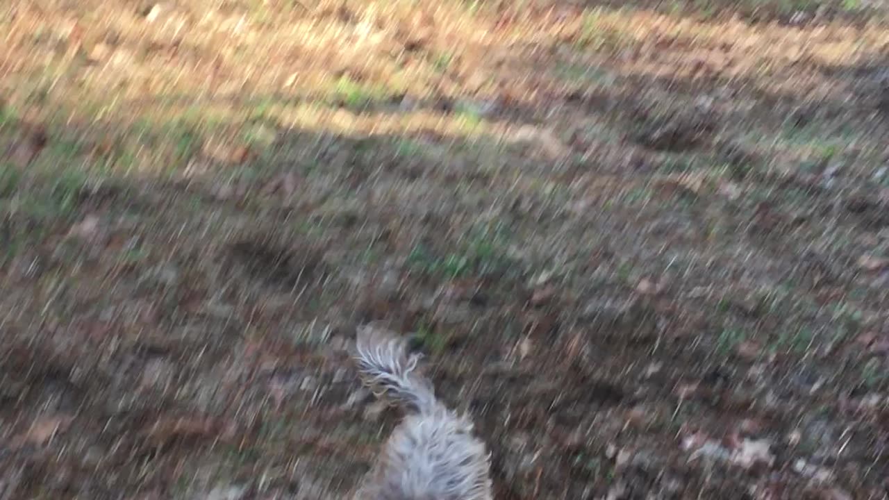 Older Chorkie still has speed