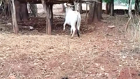 My ox very nice jumping