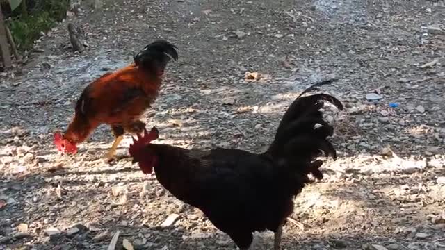 Chicken Song and Dancing Rooster - Funny Chicken Dance