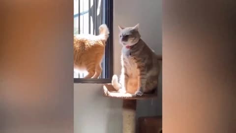 Cat tumbles