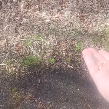 Titmouse and Chickadee